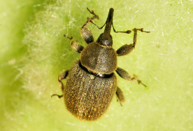 Due piccoli Curculionidae: Cionus olens e cfr. Rhinusa asellus